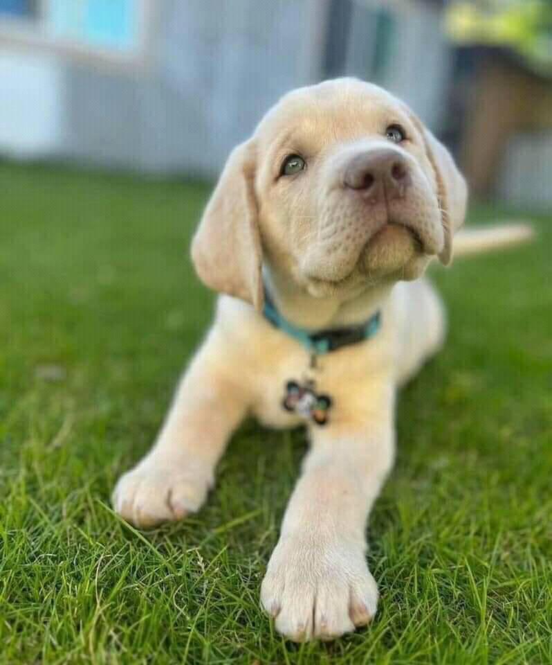 Chocolate Labador retriever for adoption