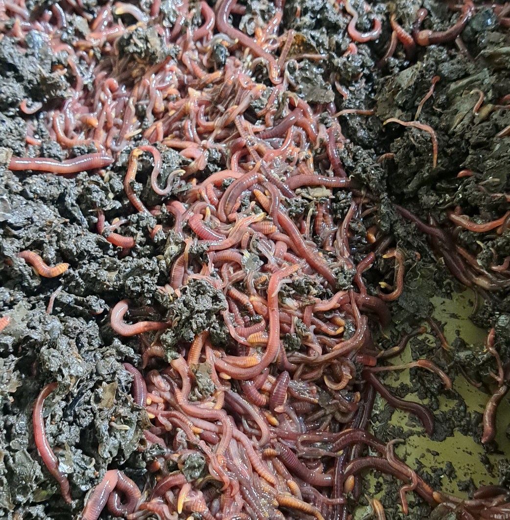Darraweit Guim Downunder Worm Castings