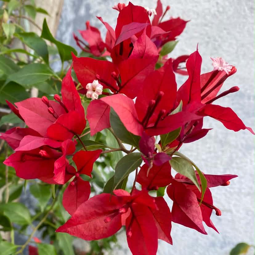 Root Grafted Hawaii violet #everyonefollowers | Jinx Garden