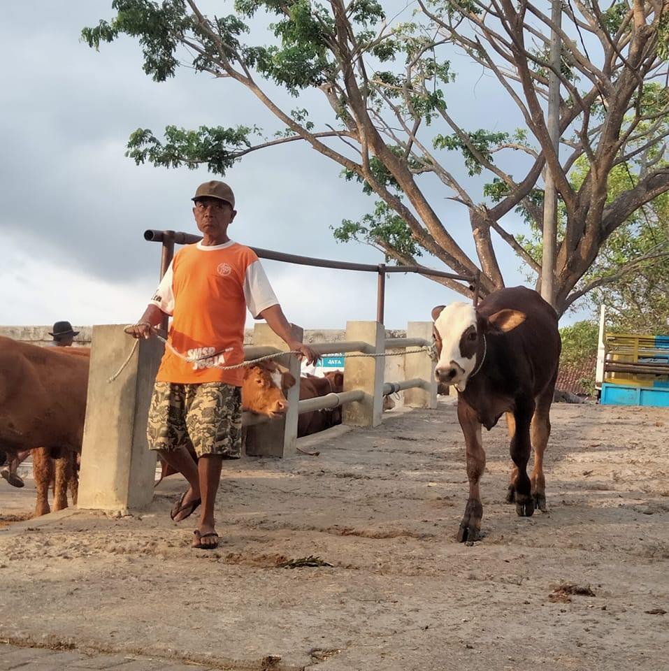 Sapi Video