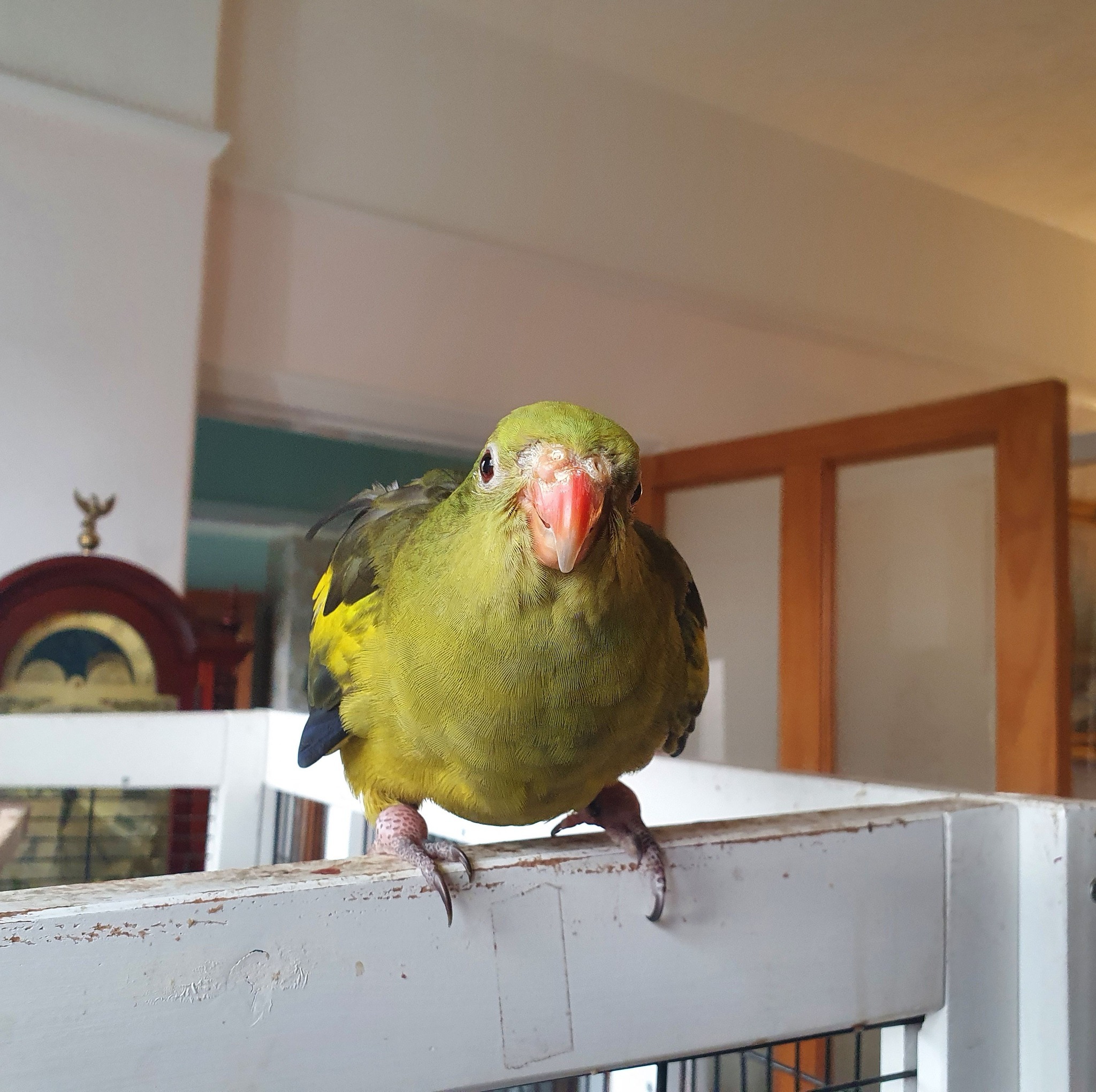 The modenas are finally getting the hang of morning cleaning. In the ...