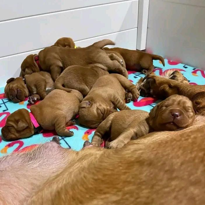 Labrador Retriever Puppies for Adoption in Arizona | Tucson AZ