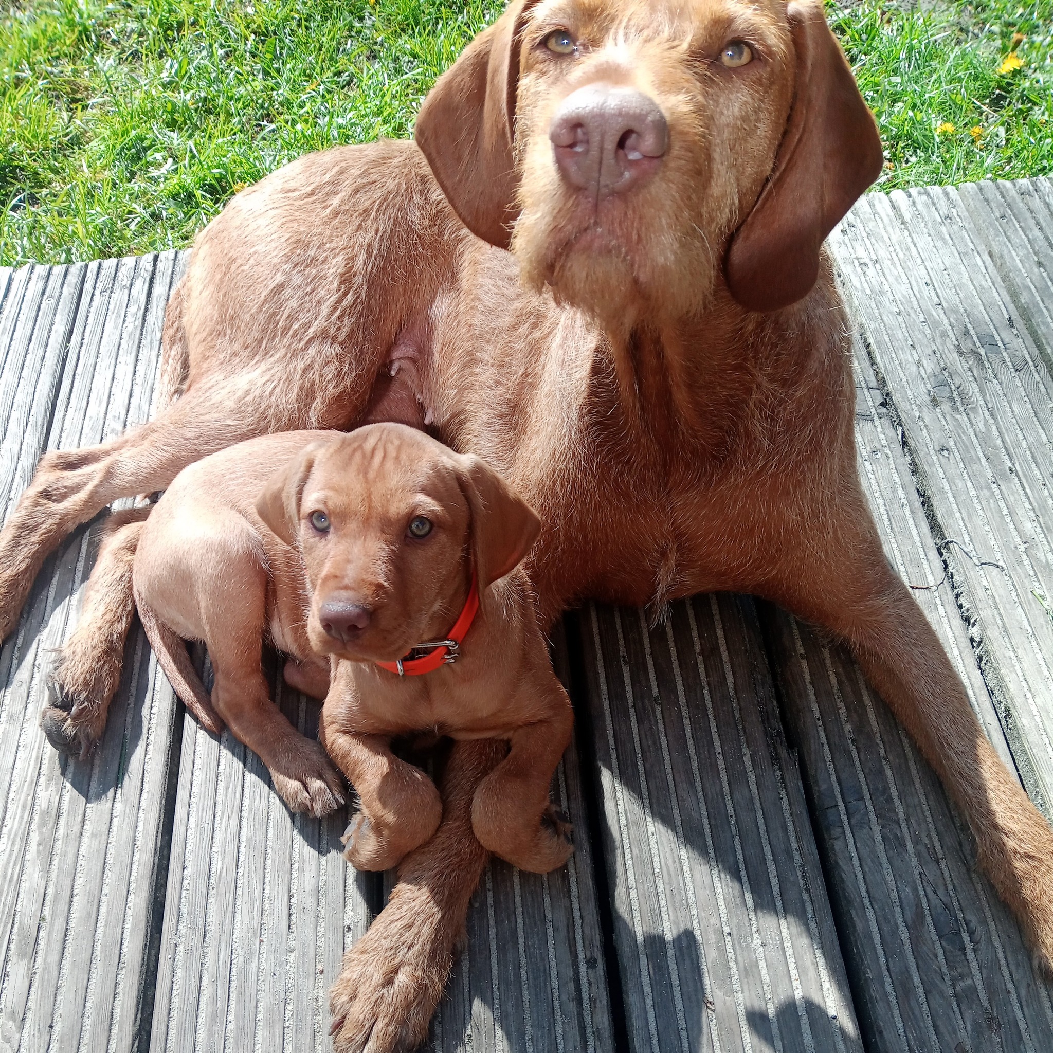Drahthaar Vizsla In Not