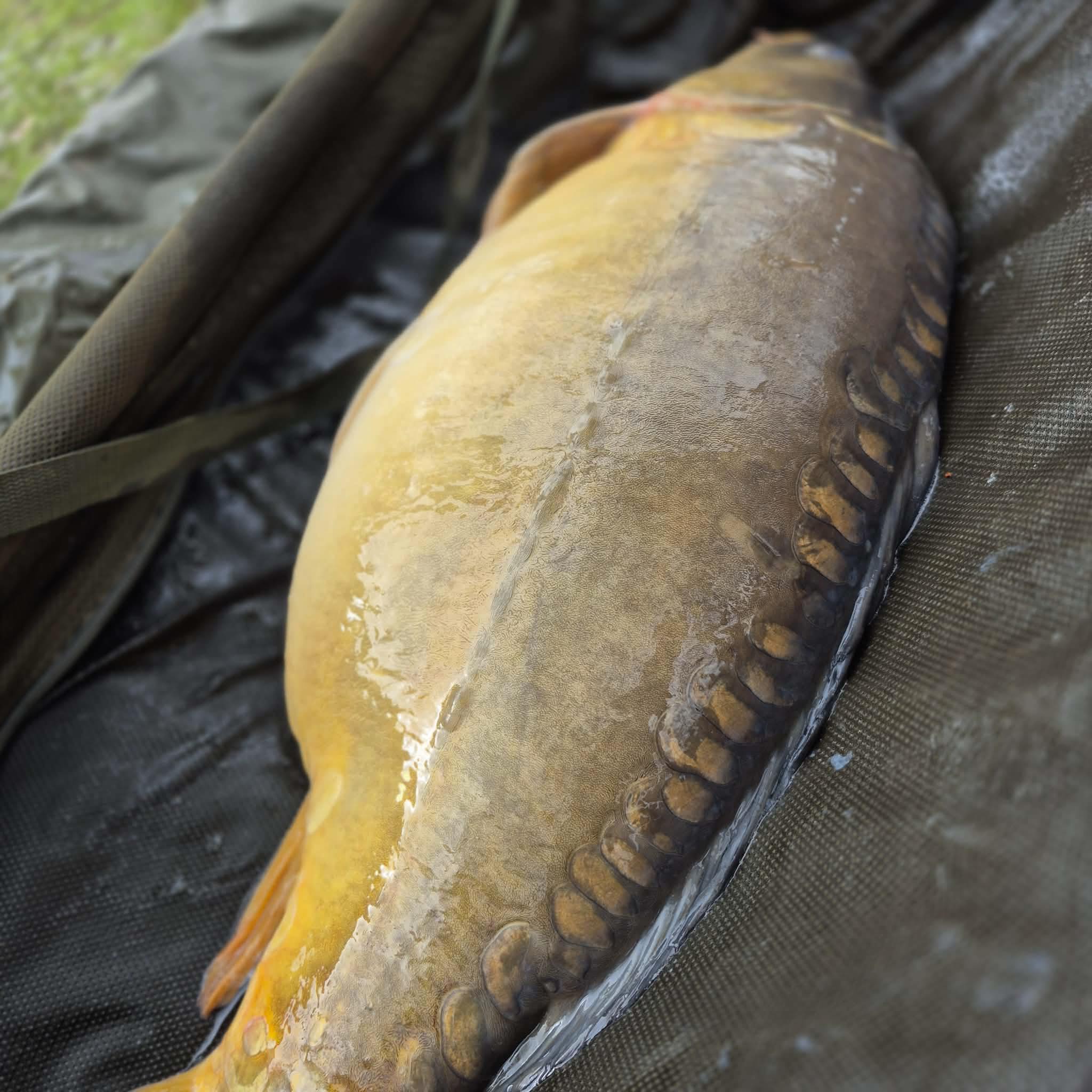 Rhys Perkins Angler