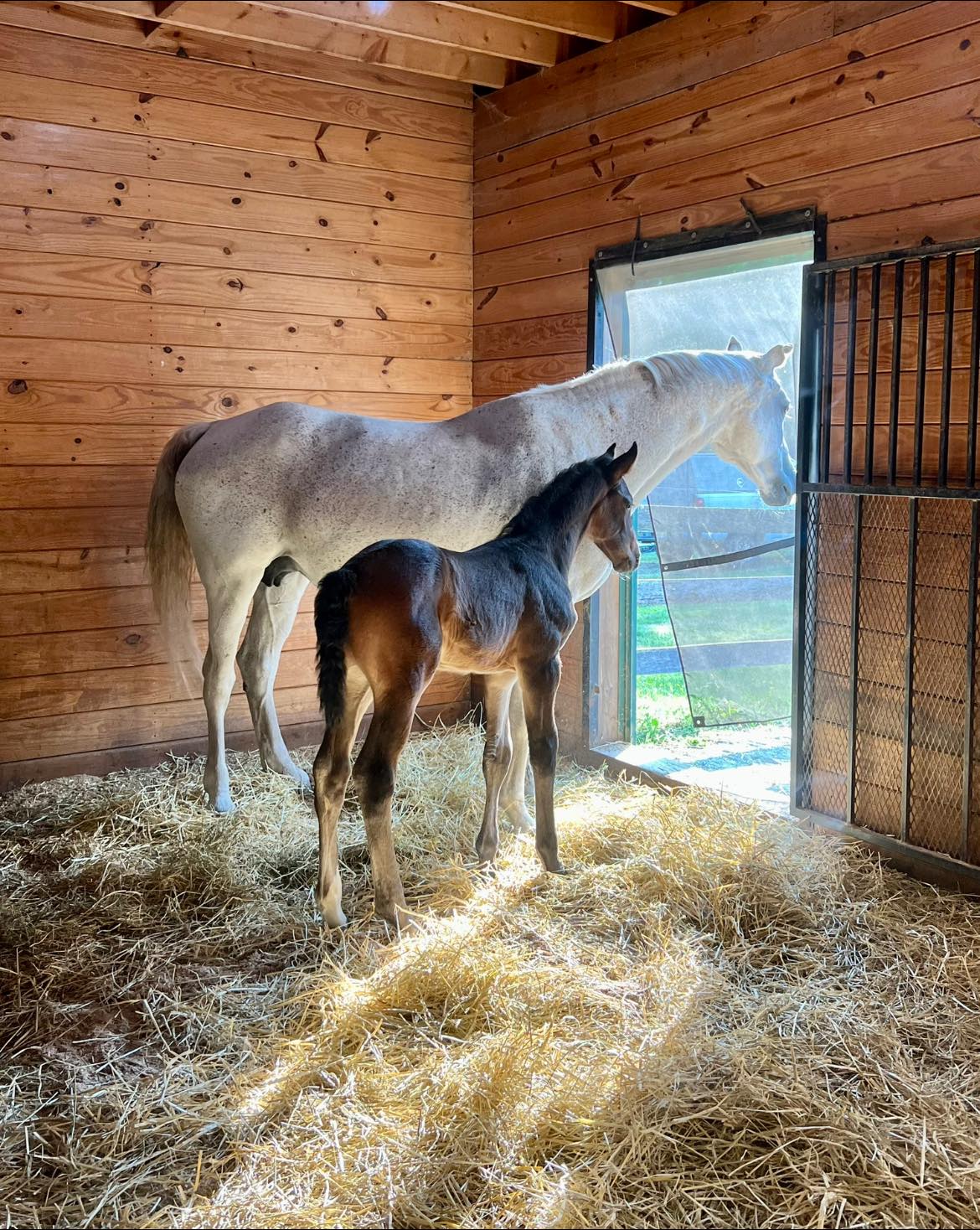 sterling-we-have-an-incredible-in-utero-foal-due-late-march-2026