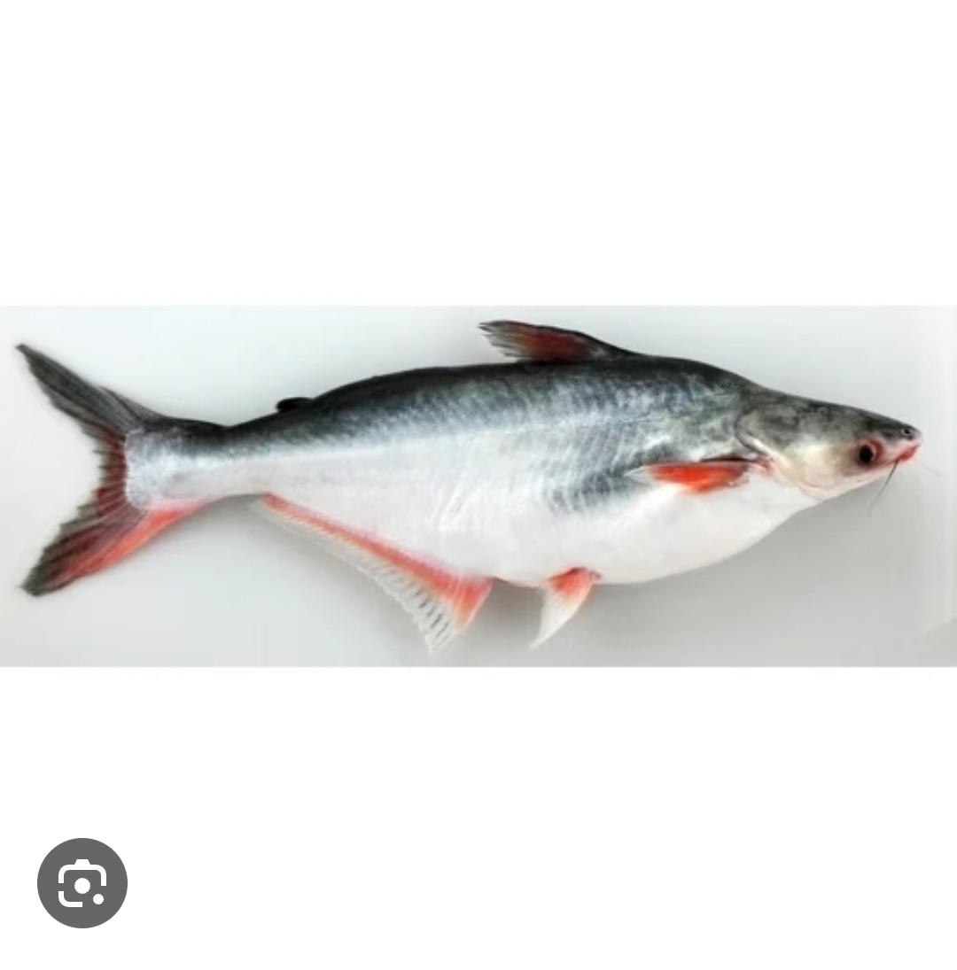 Ap Fish Farming