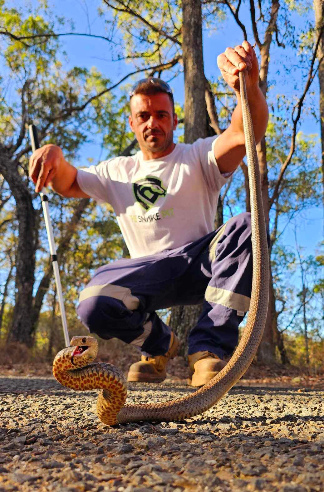 Australian Snake Identification | South East QLD ID please. | Facebook