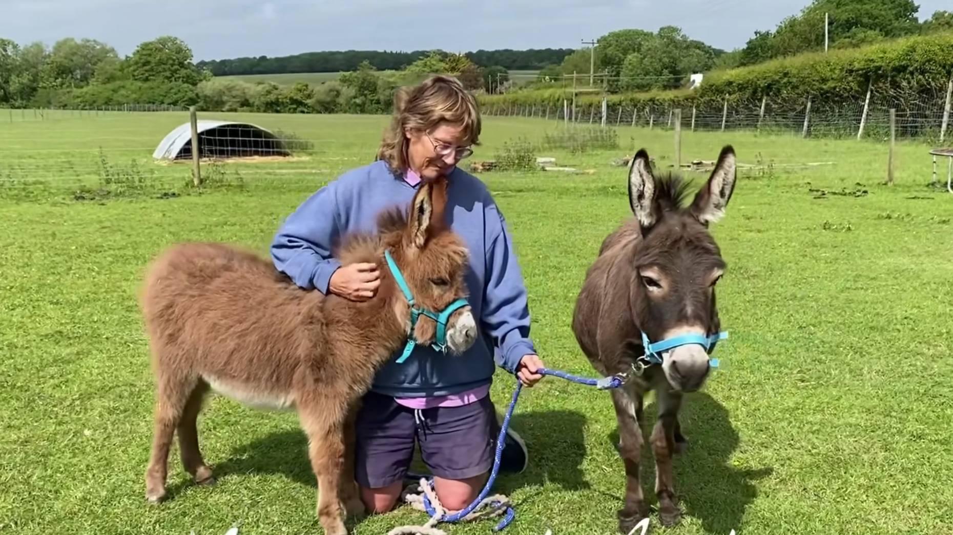 Minature Donkeys For Adoption And Rehoming