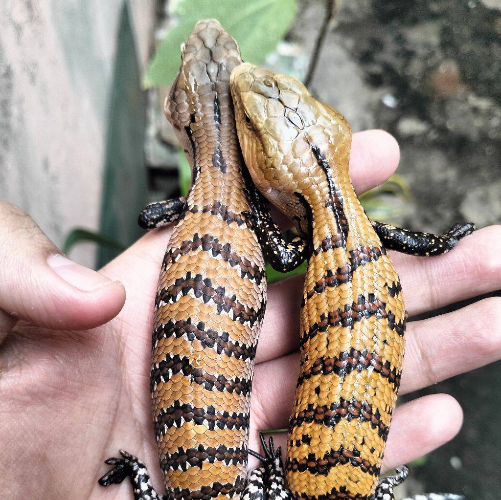 BEARDED DRAGON COMMUNITY JAKARTA | Darkred Tigerbar | Facebook