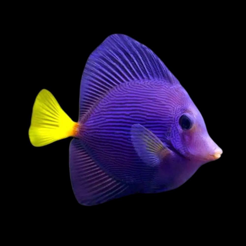 Gee Marine - A small shipment of fish arrived yesterday,... | Facebook
