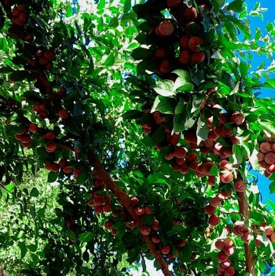 مینه ناک چوڼی وال