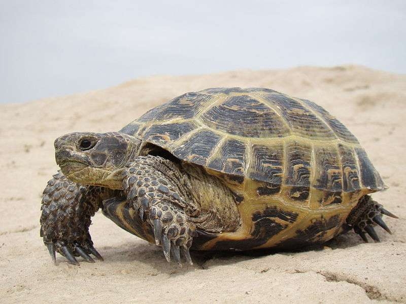 Tortoise Group for Care and Support 🐢 | Has anyone ever applied a light ...
