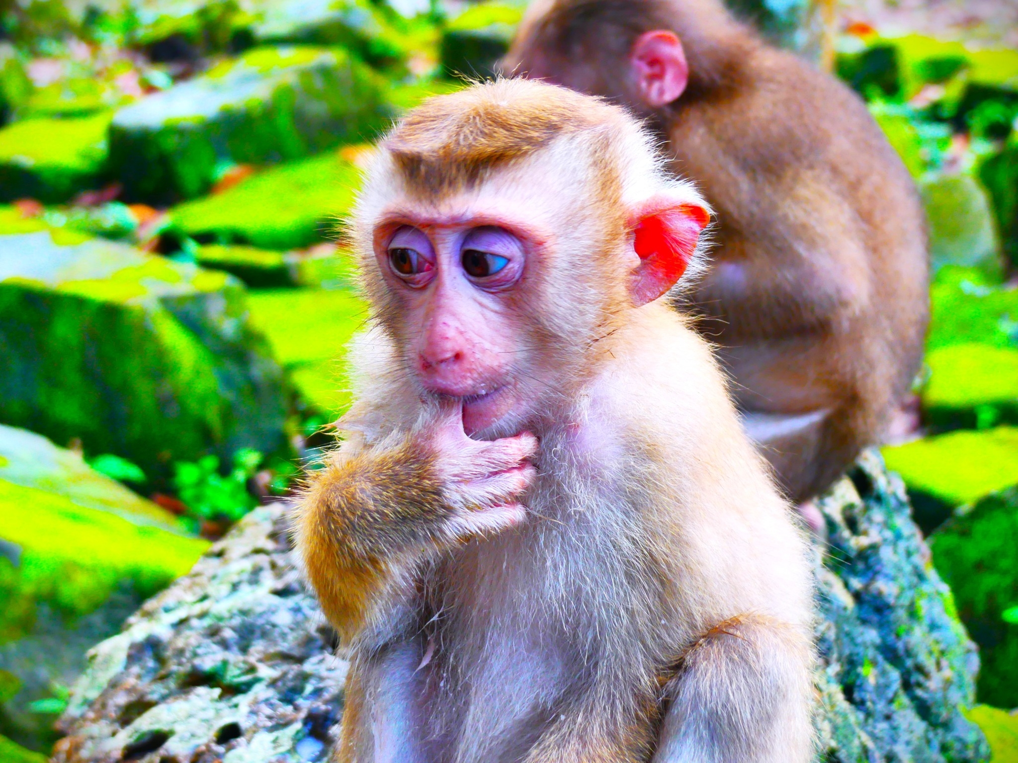 Sine poor adorable baby monkey got so long kidnaped from Cherry baby ...
