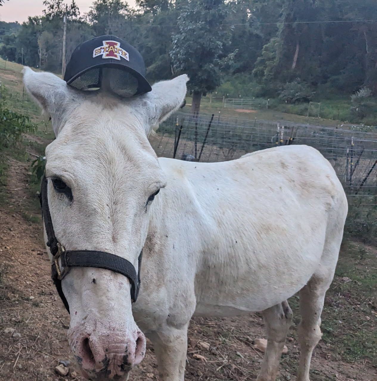 Donkey Patch Farms | Staunton VA