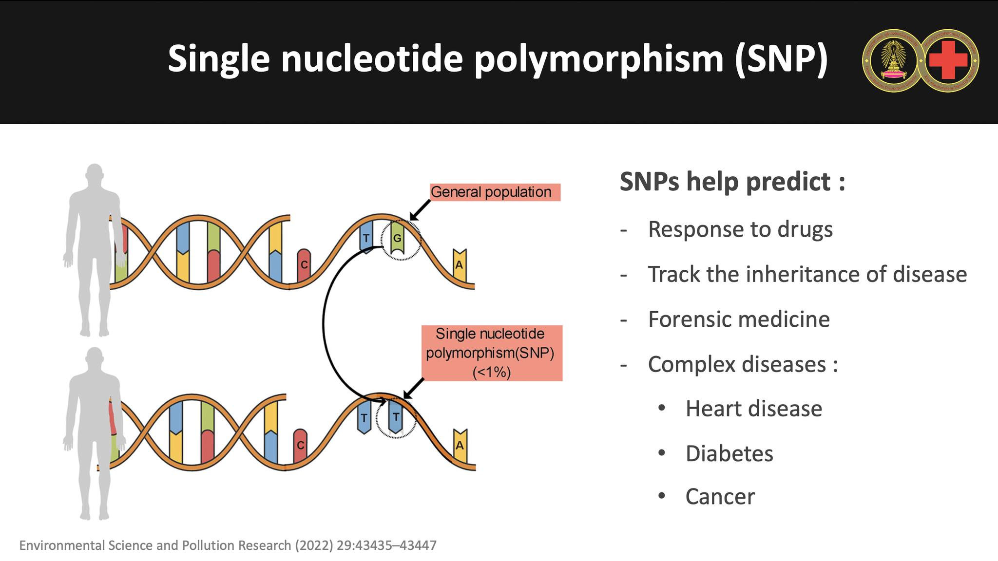 Ped Endo Chula - Single nucleotide polymorphism (SNP) 🧬 -... | Facebook