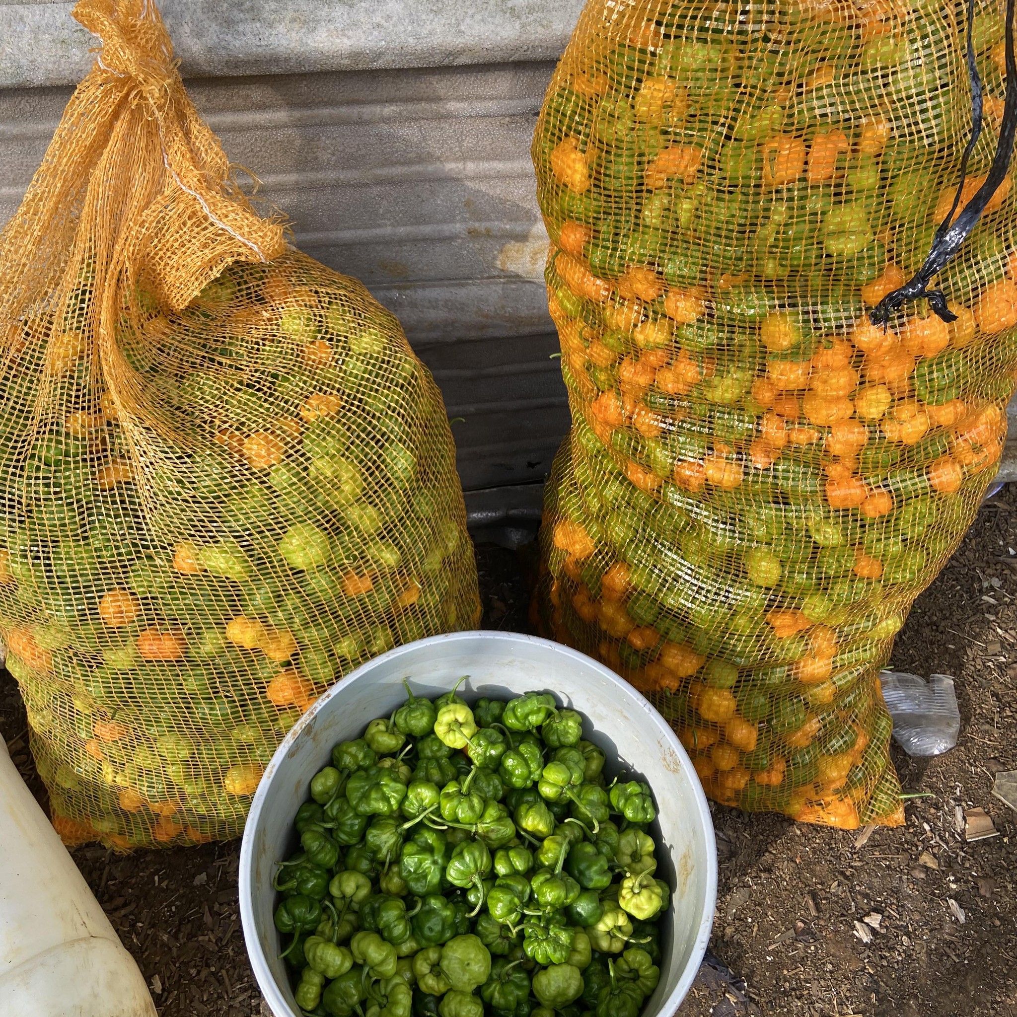 Farmers of Jamaica | Where can I get the onion mesh bags to buy | Facebook