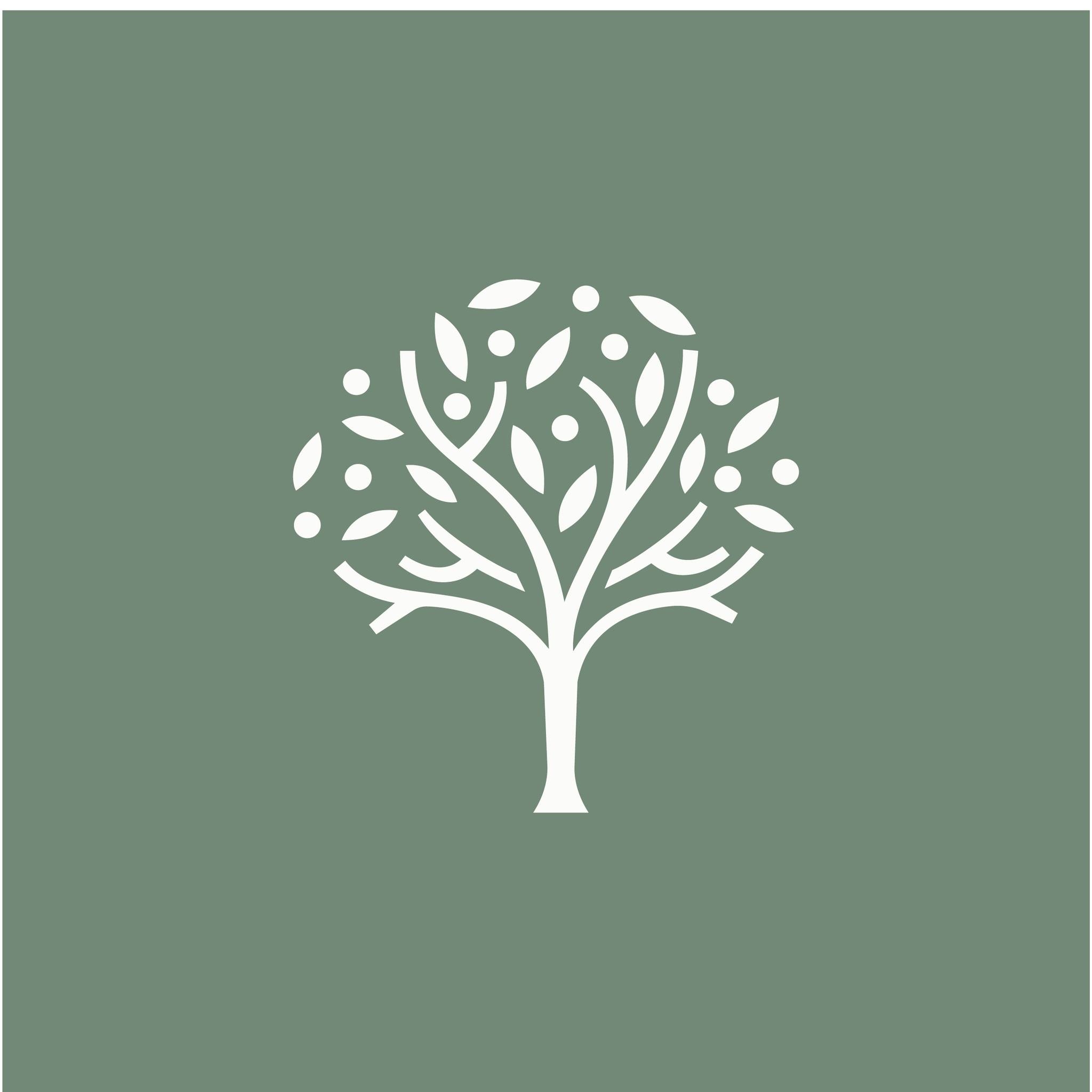 Olive Tree | Whangarei