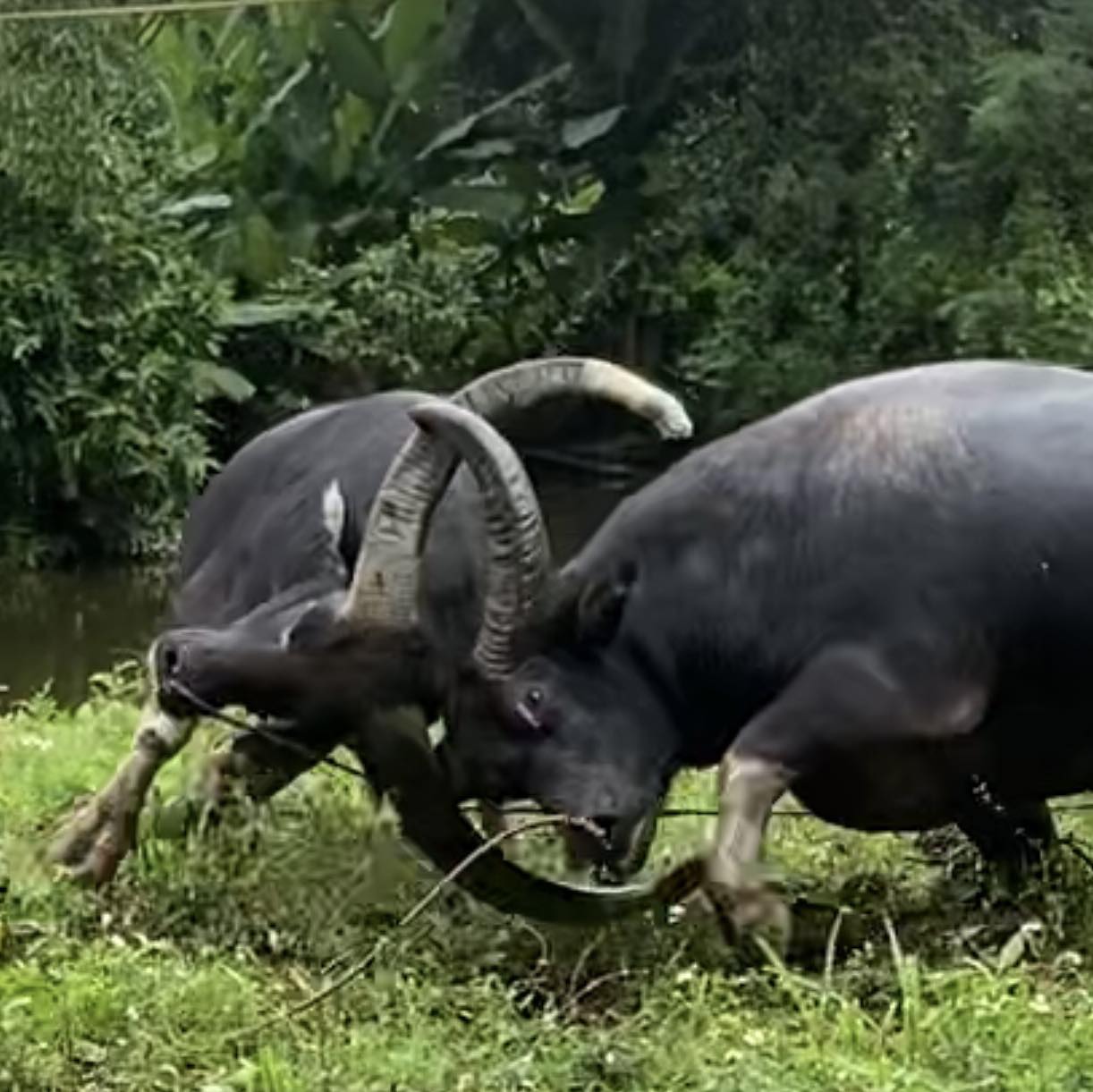 Dương Trâu Chọi