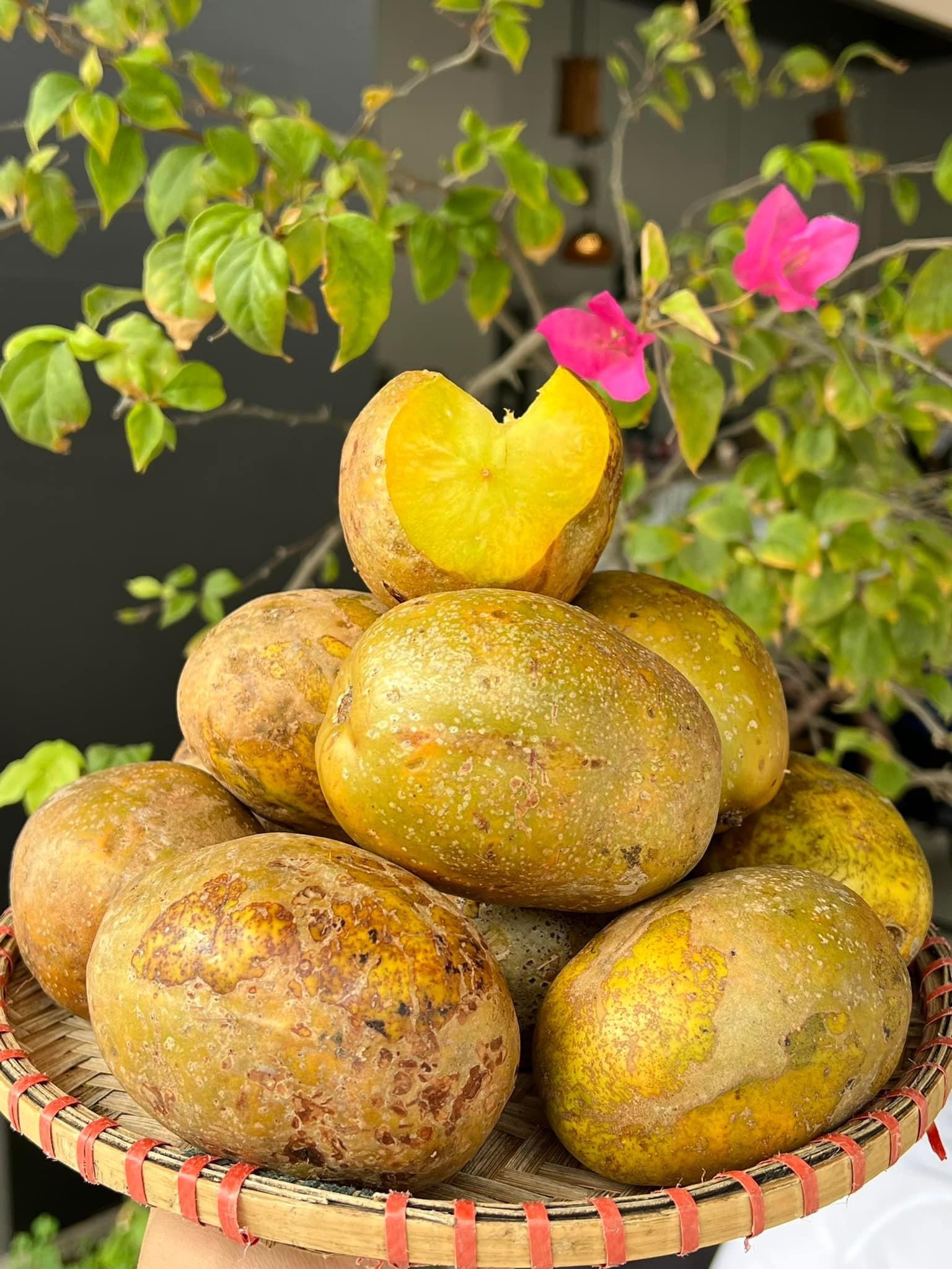 Cóc Chín Miền Tây | Hanoi
