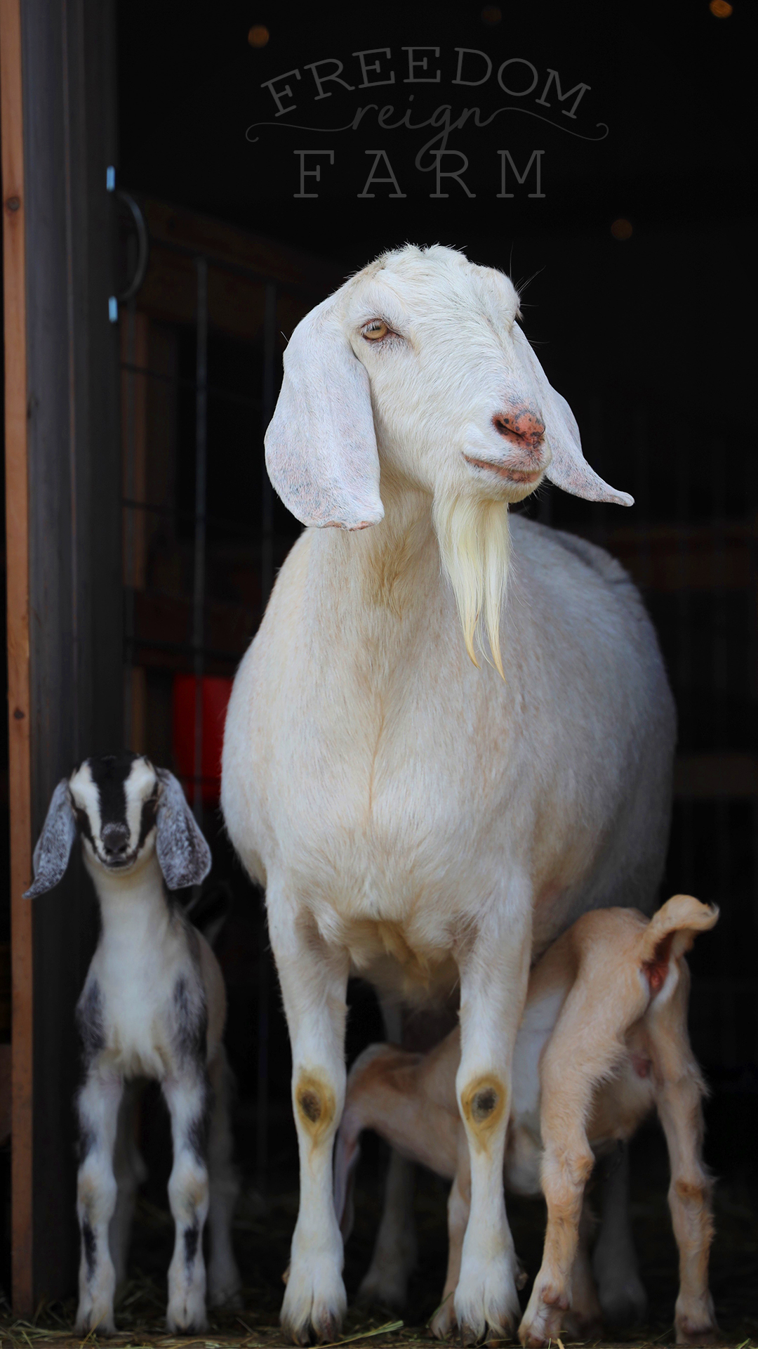 Freedom Reign Farm | Buffalo MN
