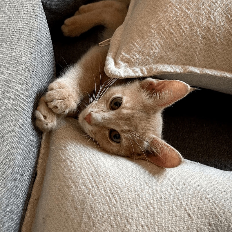 Archie The Cat | Dallas TX