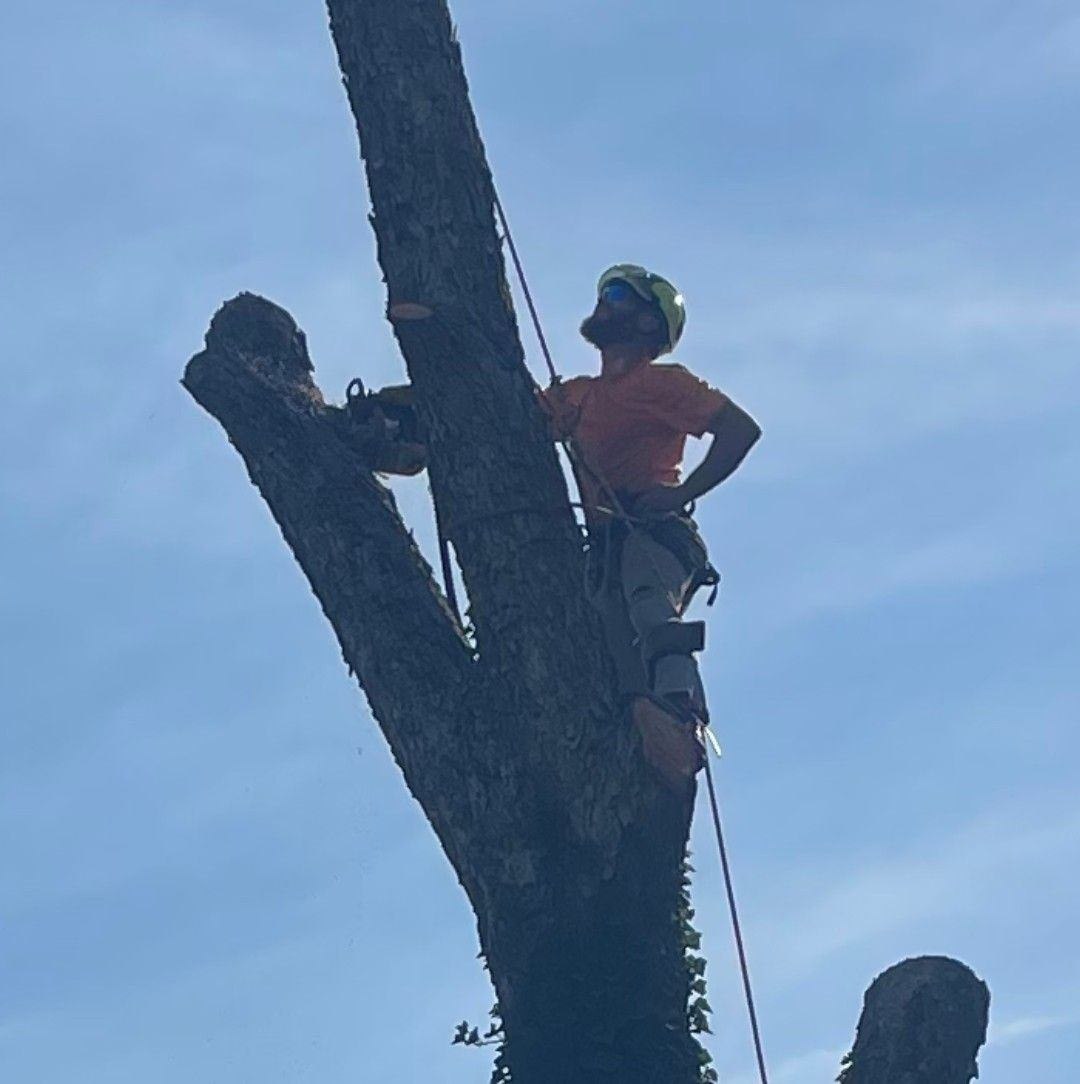 🌲M.s.W Tree Services🌲 864-491-8240 - 864-492-9946🌲 #freequotesavailable ...