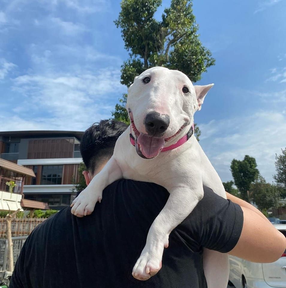 The Bull Terrier