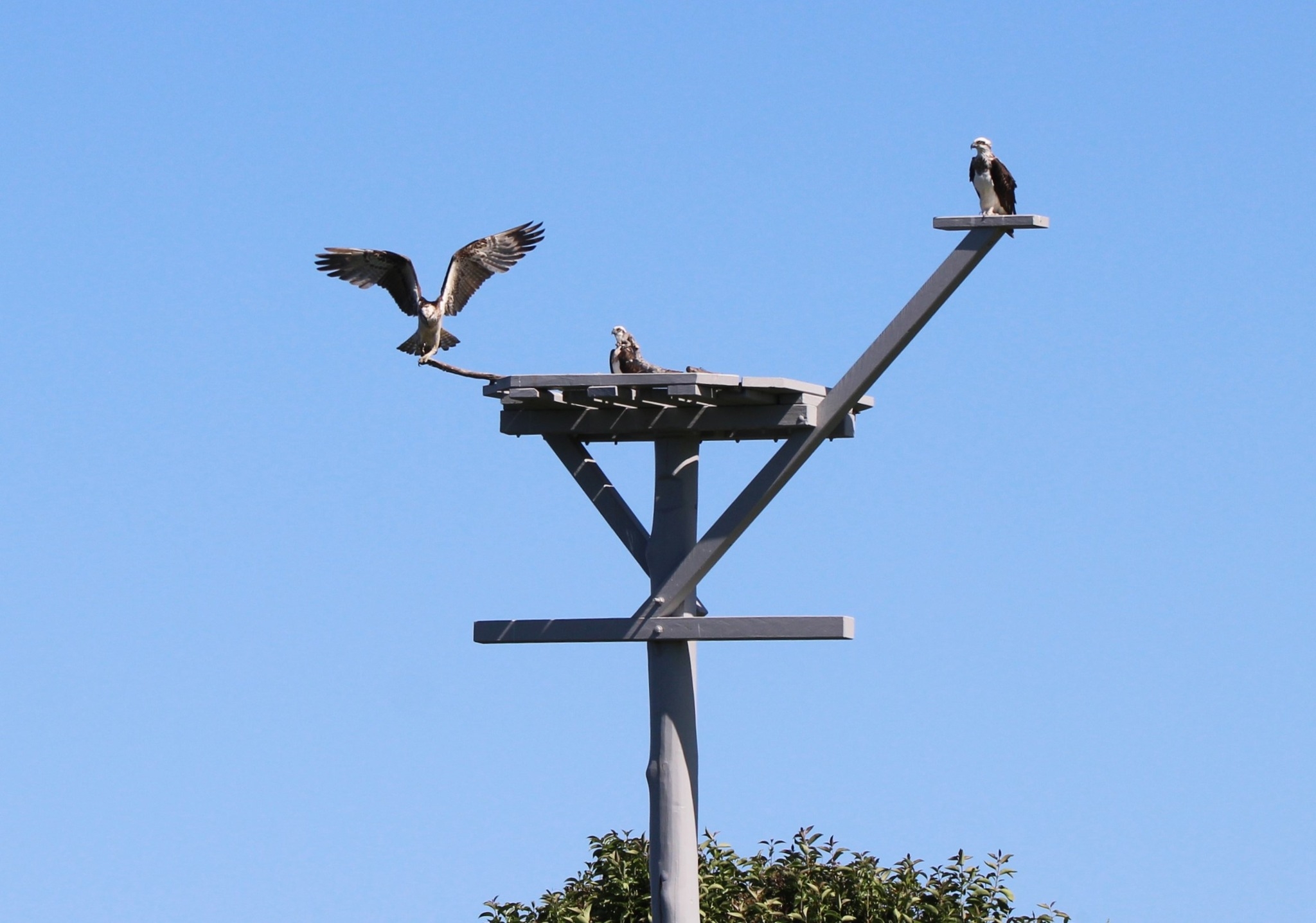 South West Rocks (SWR) / Macleay Birds - SWRBirds, SWRMBirds ...