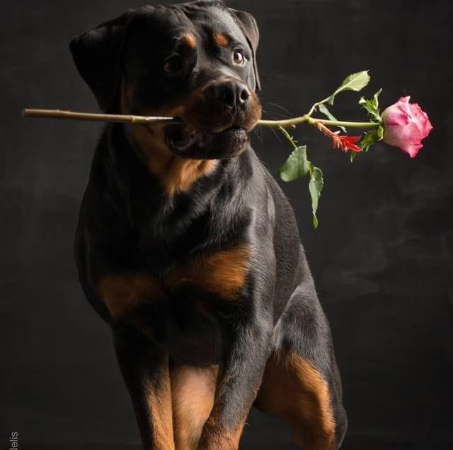 The Rottweiler Lovers | New York NY