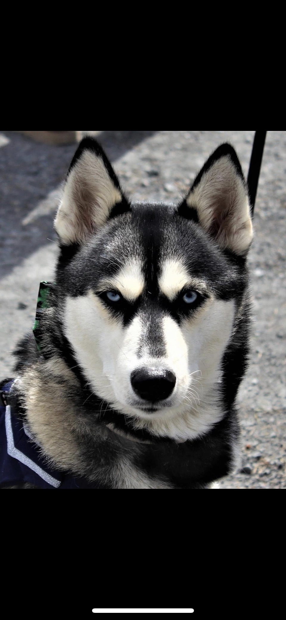 Dieruff Huskies Booster Club | Allentown PA