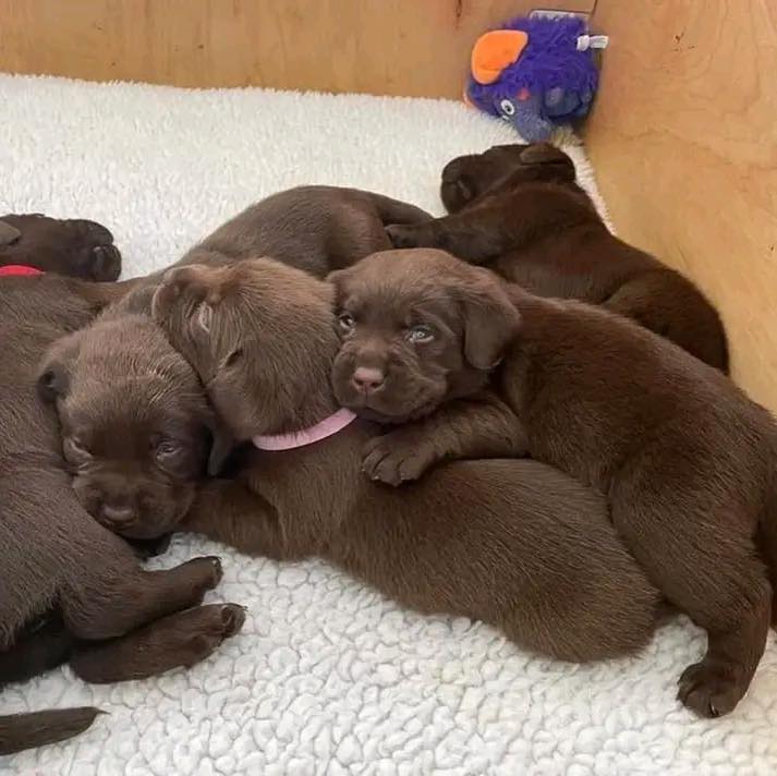 Labrador Retriever Puppies for Adoption in Massachusetts | Chicopee MA