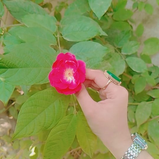 RJ Aqsa Rana