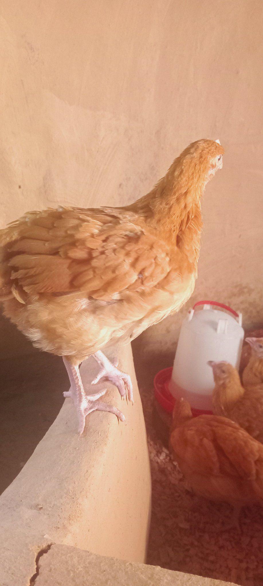 PURE KIENYEJI CHICKEN REARING | Name the materials used for vegetative ...