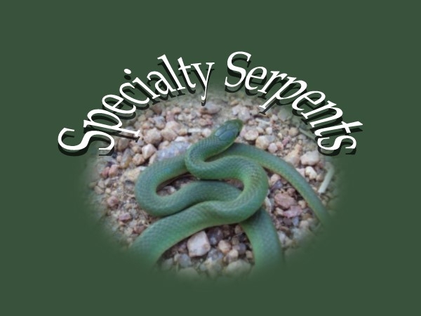 Snakes of Wisconsin Identification | Northern water snake | Facebook