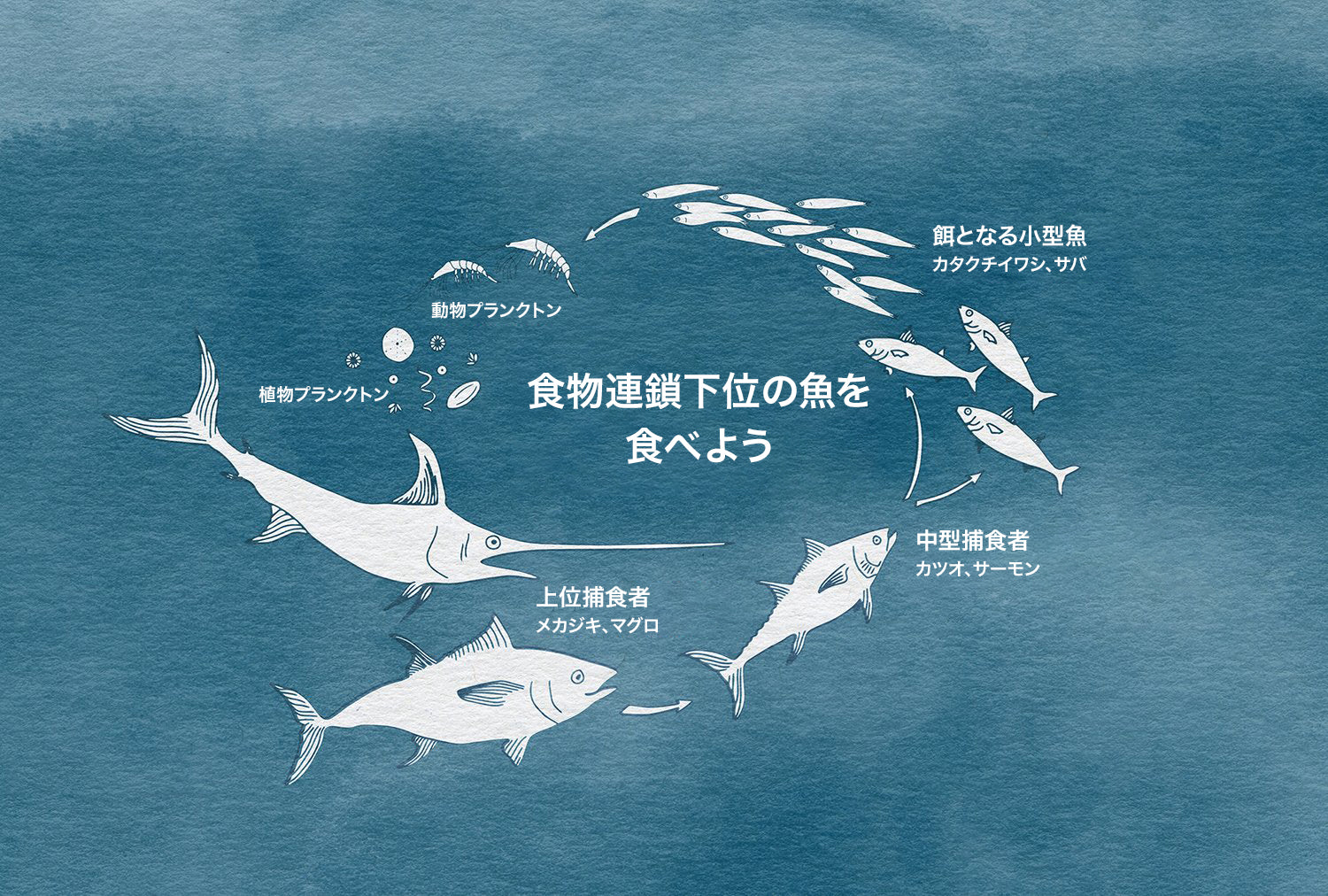 マグロやメカジキのような食物連鎖の頂点に立つ大型捕食者の個体数が