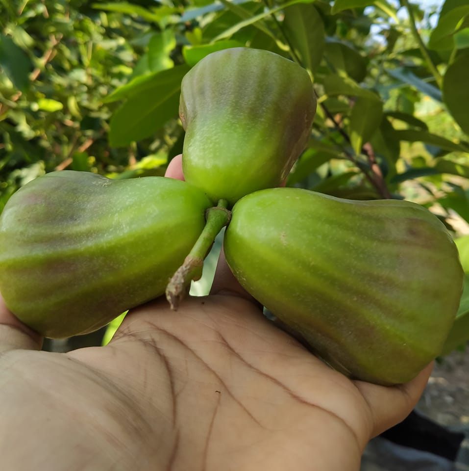 cara stek anggur... #stekanggur #fyp #reels | Sapuro Grape