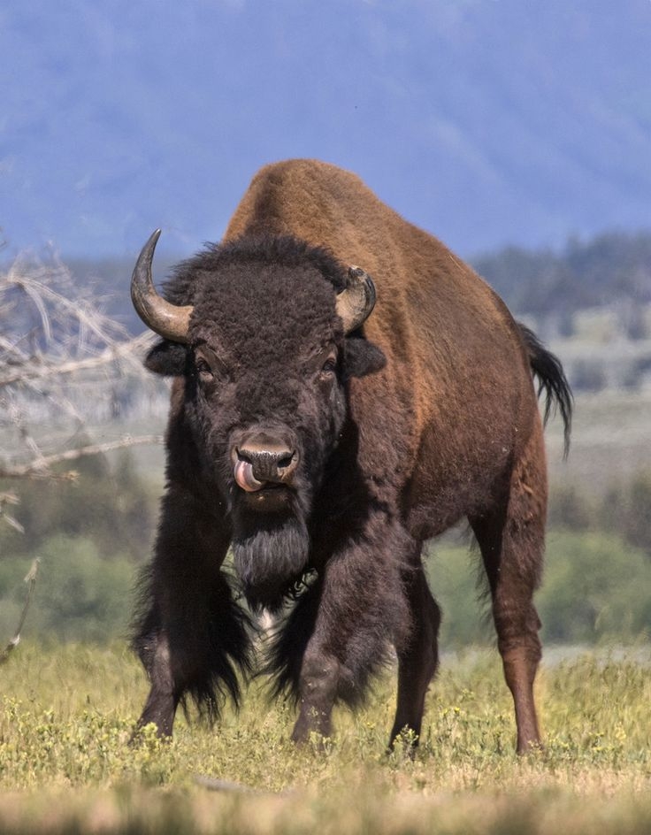 Bison Unity