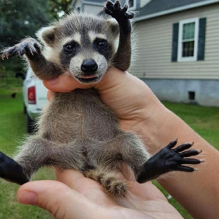 Raccoon Babies available for adoption