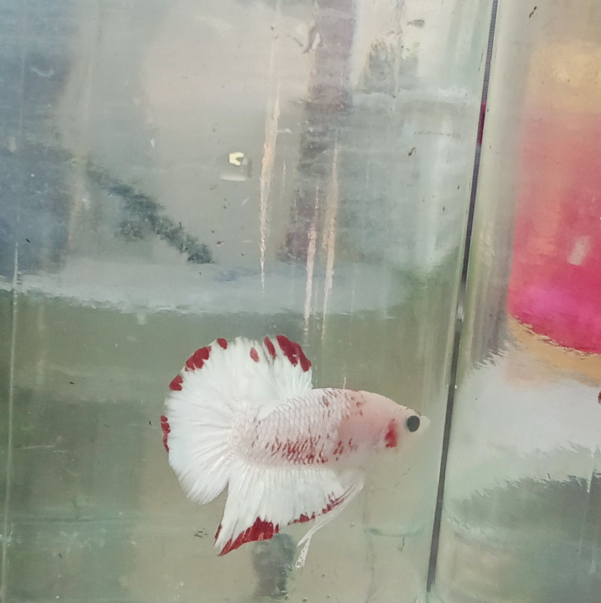 BETTA FISH IN PHILIPPINES 🇵🇭 | Paano mag 100% water change na safe sa ...