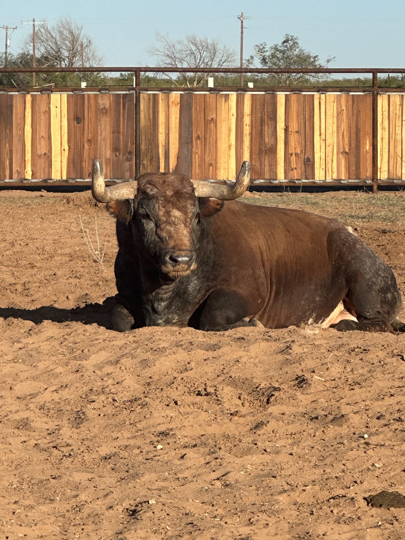 Honcho Fighting Bulls
