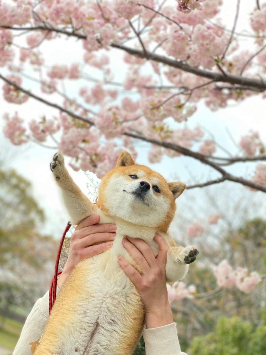 力丸の日常rikimaru