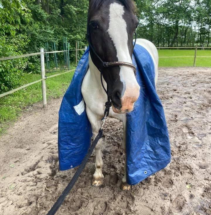 Reitanlagen-/ Höfe zu verpachten und zu vermieten | Reitanlage in ...