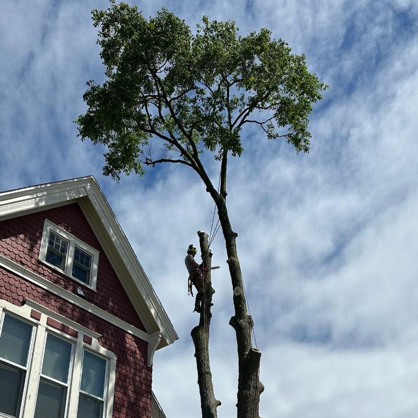 Ruby's Tree Service | Bloomer WI