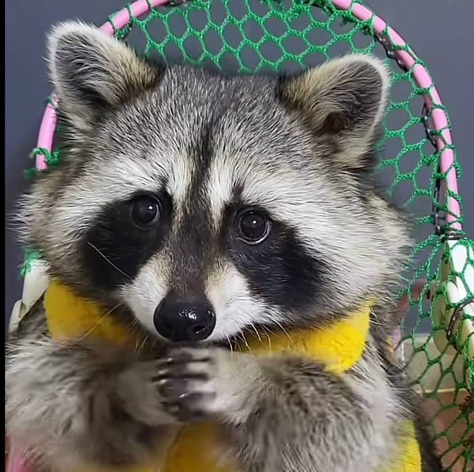 Burii Raccoon