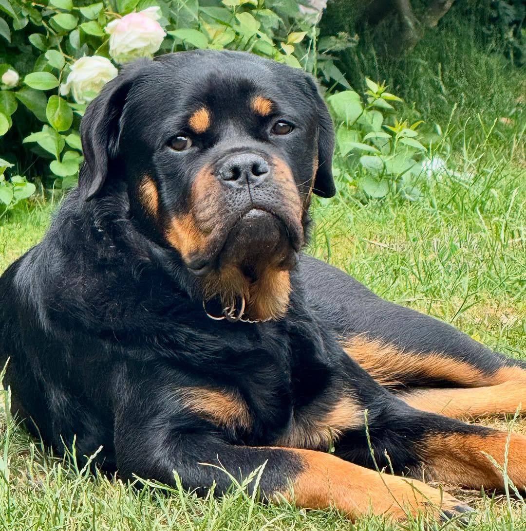 Comment you Thoughts! : #rottweiler #dogsofinstagram #dog #dogs #rottie ...