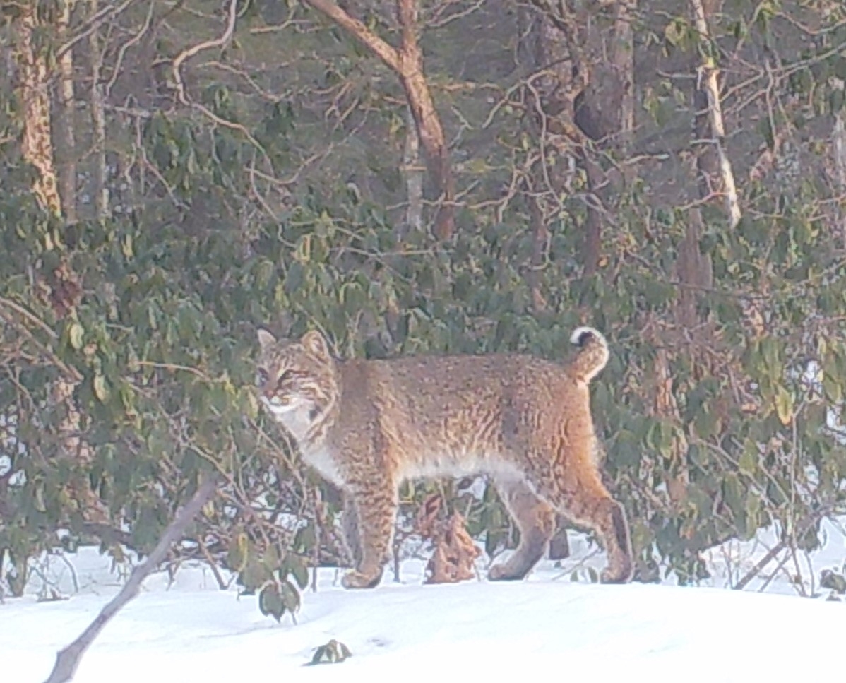 Mass Trailcams | Big boy | Facebook