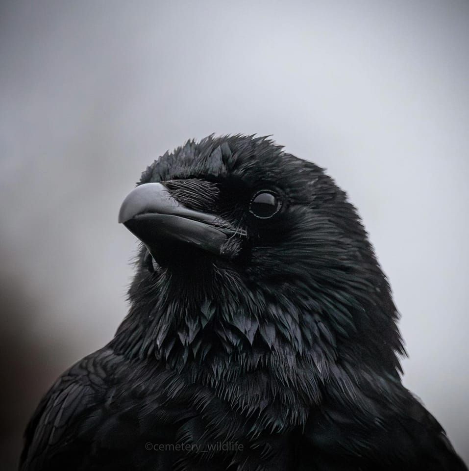 I love Raven | Facebook