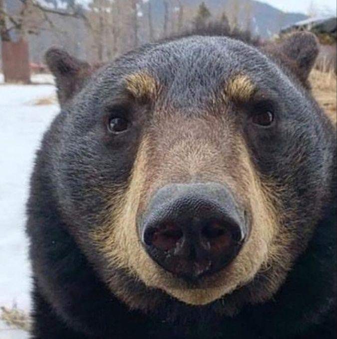 Chubby Bear Gay | 🐻 POLL: WHAT’S A BEAR’S MOST DANGEROUS FEATURE | Facebook