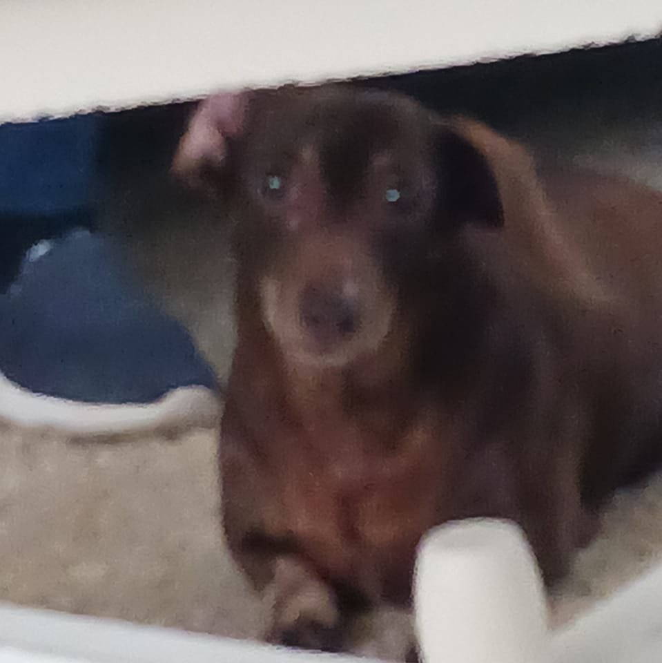 Dachshund Owners ️ | Facebook
