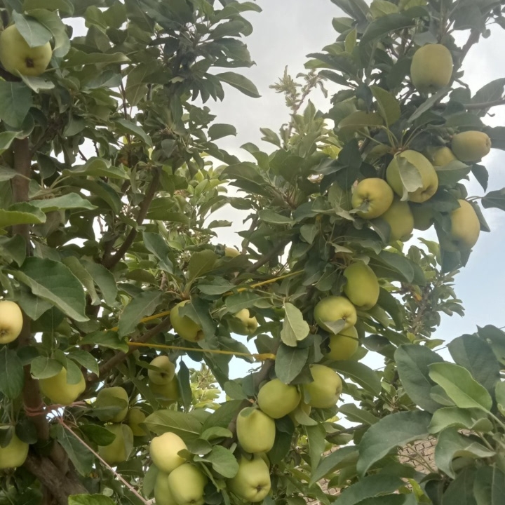 25 ایکڑ تیار زمینداری 10 ایکڑ تیار باغ۔ سیب زردالو۔ انار پتہ۔ نسئی قلعہ ...